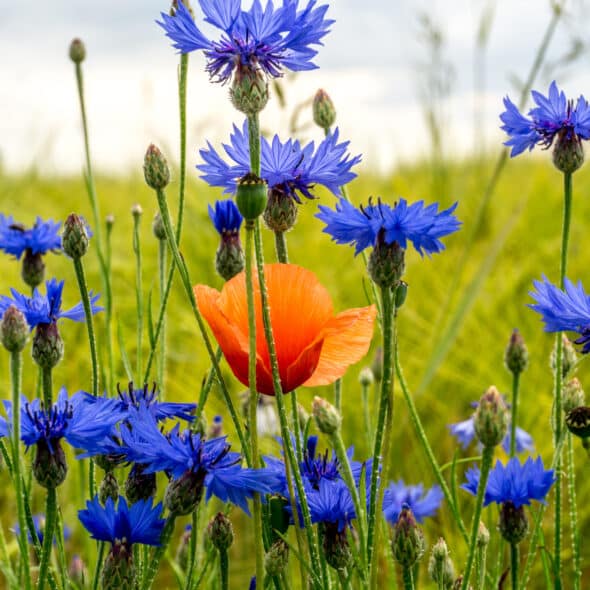 Korenbloemen