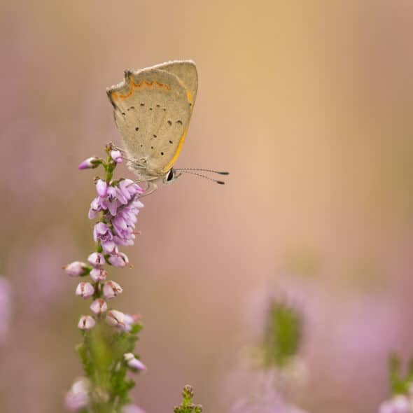 Vlinder op bloem